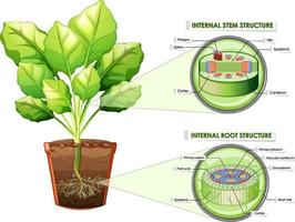 Diagram showing stem and root structure vector