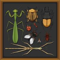 Set of different insects in wooden frame background vector