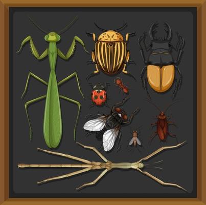 Set of different insects in wooden frame background