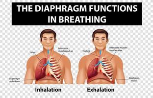 Diagram showing diaphragm functions in breathing on transparent background vector