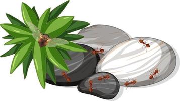 Top view of many ants on stones leaf isolated vector