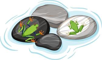 Top view of exotic frogs on stones leaf isolated vector