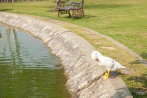 White ducks in the park photo