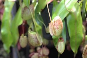 Pitchers of a nepenthes tree photo