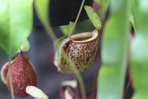 Carnivorous tree pitcher photo