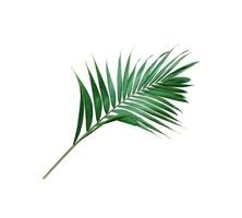 Lush tropical green leaf photo