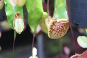 primer plano de jarras de árbol nepenthes foto