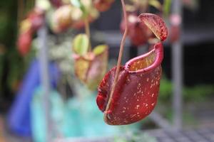 Jarra roja de árbol nepenthes foto