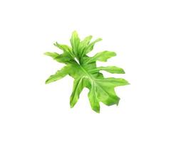 Monstera palm leaf on white background photo