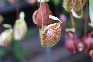 Spotted pitchers of nepenthes tree photo