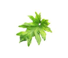 Green monstera leaf photo