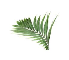 Lush green tropical palm leaf photo