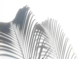 Palm leaves shadows photo