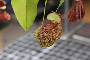 Green and red nepenthes pitchers photo