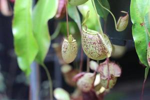 Spotted red and white pitchers photo