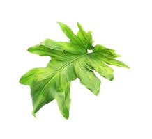 Monstera green leaf photo