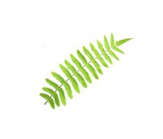 Small fern leaf photo