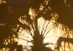 Palm tree  shadowa photo