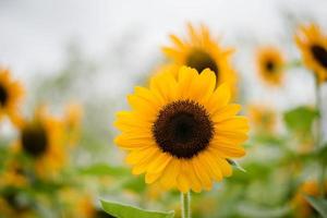 Close-up of a blooming sunflower in a field with blurred nature background
