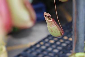 Carnivorous plant pitcher photo