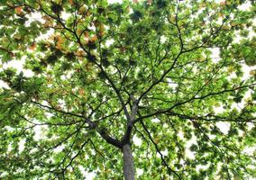 hojas verdes en el árbol foto