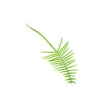 Bright green fern leaf photo