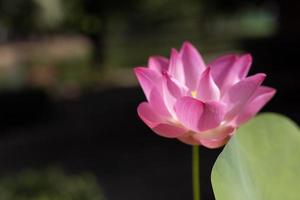 Pink flower on dark background photo