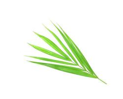 hoja de palma verde brillante vibrante foto