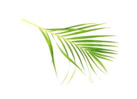 Tropical leaf isolated on white background photo