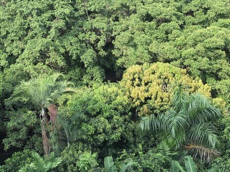 Lush tropical forest photo