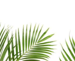 Palm leaves with copy space photo