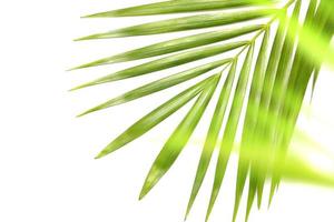 Vibrant bright green tropical leaves photo