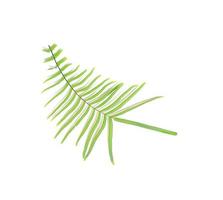 Bright green fern leaf on white photo