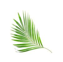 hoja de palmera verde brillante vibrante foto