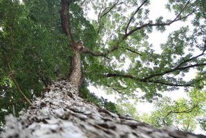 Big tree with green leaves photo