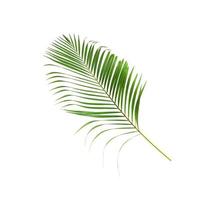 Vibrant green coconut palm leaf photo