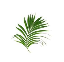 Tropical green leaves on white background photo