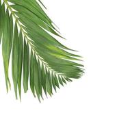 Green tropical leaves with copy space photo