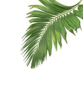 Green coconut leaf branch photo
