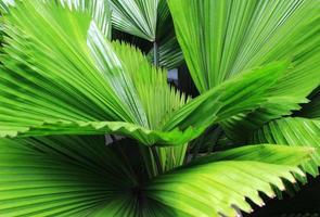 Vibrant tropical plant photo