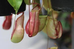Tropical pitcher plant photo
