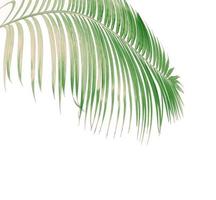 Green and brown palm branch photo