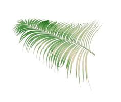 Faded coconut palm leaf photo
