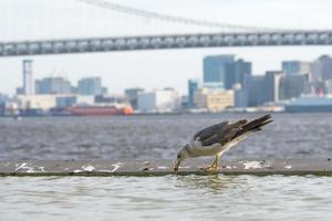 pájaro en el agua en tokio foto