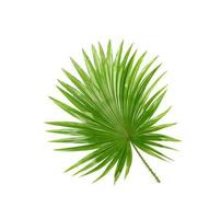 Green leaves of palm tree isolated on white background photo