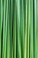 Backdrop of the grass leaves photo