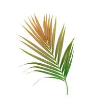 Brown and green palm foliage on white photo