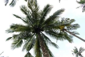 Palm trees during daytime photo