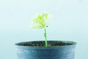 White flower in the pot photo