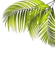 Three bright green palm leaves